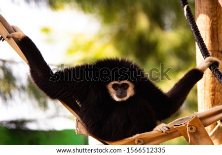 A beautiful monkey plays on the tree