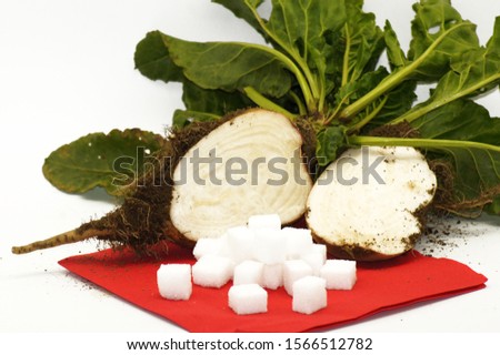 Sugar beet Beta vulgaris with sugar exposed to white background                      