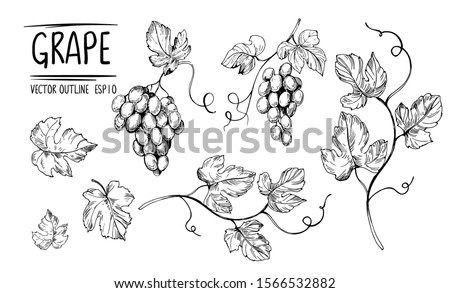 Outline grapes, leaves, berries. Hand drawn sketch converted to vector. Isolated on white background. Royalty-Free Stock Photo #1566532882