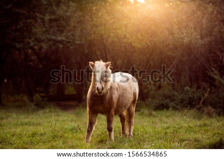 adorable pony portrait in grass by sunset 