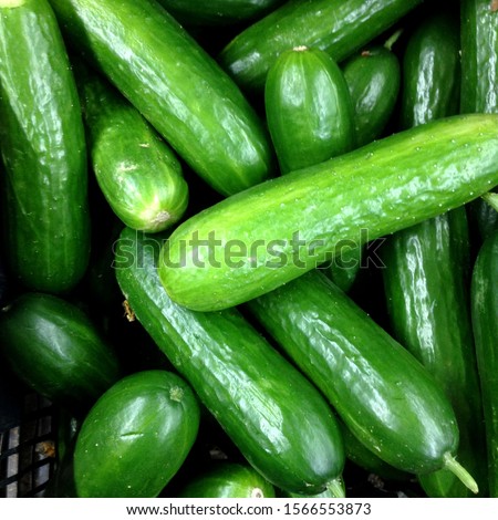 Macro Photo food cucumbers. Texture pattern background green cucumbers. Image fresh green cucumbers Royalty-Free Stock Photo #1566553873