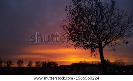 Natural no filter picture of beautiful magical sunset with a tree in fall 