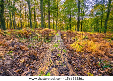 Fallen tree in the forest with yellow leaves