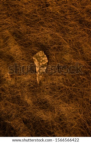 Picture of dry leaves and orange sunlight
