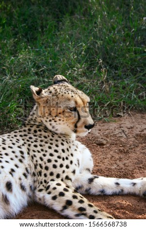 Cheetah, Acinonyx jubatus, close encounter in the Mokolodi Nature Reserve, Gaborone, Botswana. Vertical view.