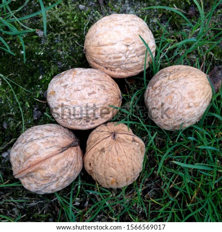 Macro photo food walnuts. Stock photo walnuts in shell
