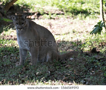 Florida Panther resting in its environment while exposing its body, head, ears, eyes, nose, paws, tail.
