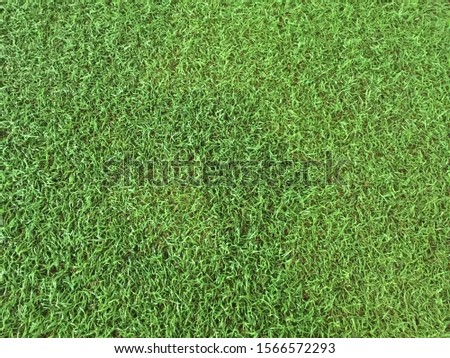 Green grass surface background texture design