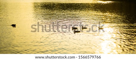 ducks swim in the city lake