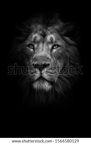 lunar beast (ashen). Portrait full face. A powerful male lion with a chic mane impressively lies. night darkness, isolated black background. Royalty-Free Stock Photo #1566580129