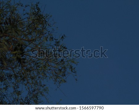 Tree leaves. Clear sky background