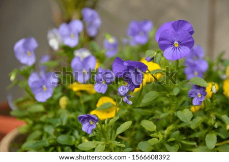 blooming violet pansy flowers close up
