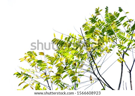 Nature frame of jungle trees with tropical rainforest foliage plants (Monstera, bird’s nest fern, golden pothos and forest orchid,) growing in wild isolated on white background with clipping path.