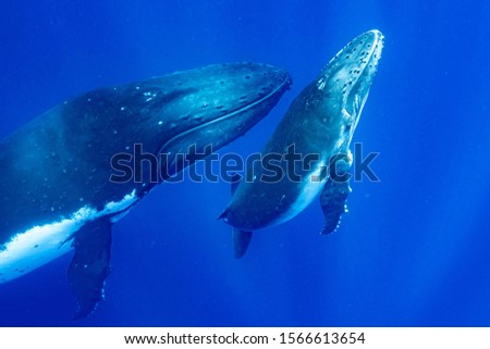 Humpback Whale , Vava'u, Tonga