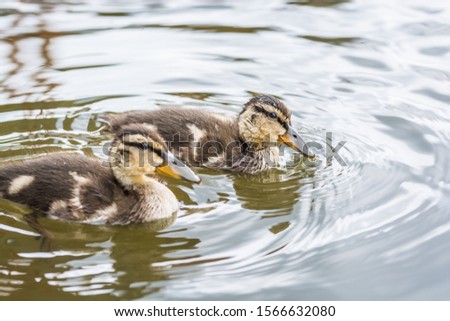 Two small wild ducklings on the river Vltava in Prague