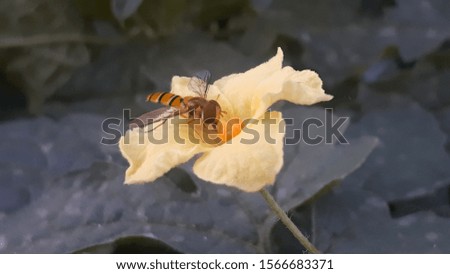 Bee on yellow flower in garden in the morning 