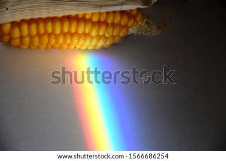 Rainbow color light, spectrum of visible light on a dry corncob