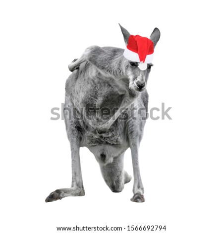 Male kangaroo in Christmas hat isolated on white background. Big kangaroo full lengths, front view. New year concept.