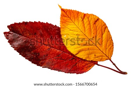 Couple of colorful autumnal leaves