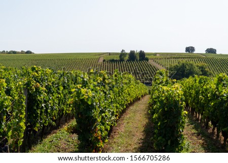 Beautiful vineyards hill on Saint Emilion french Bordeaux wine Royalty-Free Stock Photo #1566705286