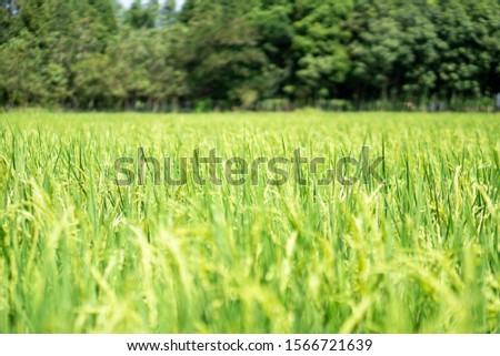 Rice is going to ripe from green to yellow of brown 