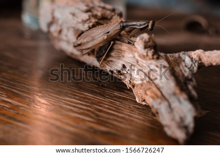Female European Mantis on a rotten branch. Branch with an insect on a wooden table indoors. Close-up. Soft focus. Brown color palette. Eye level shooting. Landscape version of the picture.