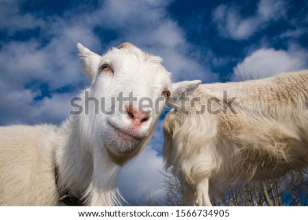 Bizarr dreamy and  weird pictures of goats posing for the photographer