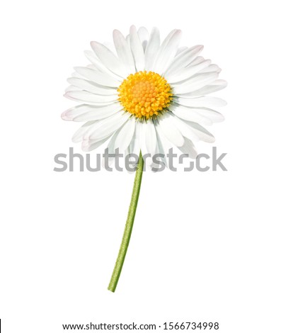 daisy with green stem, isolated