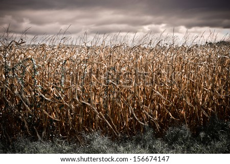 Spooky Dark Corn Field