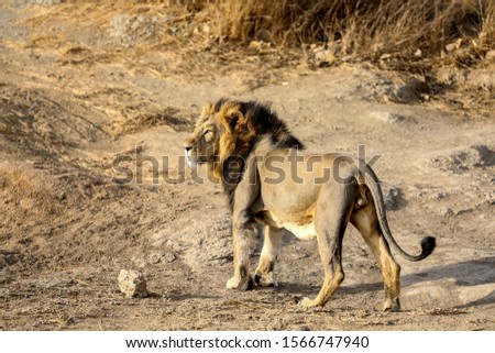 Asiatic Lion king in jungle area 
