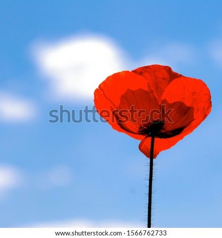 single poppy flowers in front of blue sky