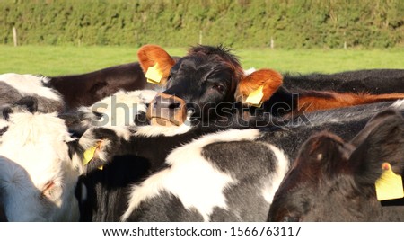 A beautiful cute calf resting its head on the other cows backs. Wedged in the heard. Focus is on the calfs eye. Shallow depth of field to lead the viewer to the cute calf.