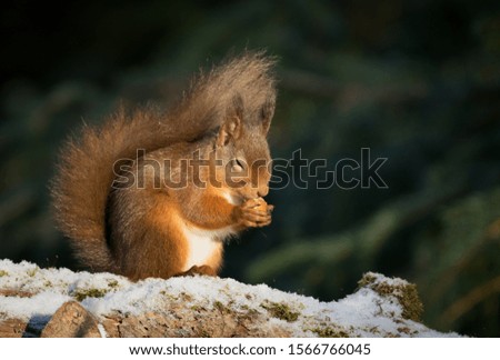 Red squirrels foraging in scottish highlands 