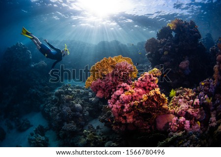 Woman freediver swims underwater and explores vivid coral reefs