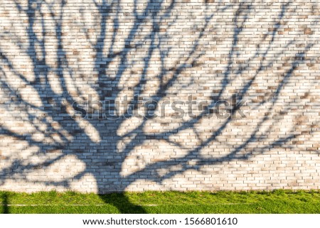 brick wall texture background on day noon light for interior or exterior decoration .