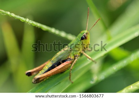 Pseudochorthippus parallelus, the meadow grasshopper Royalty-Free Stock Photo #1566803677