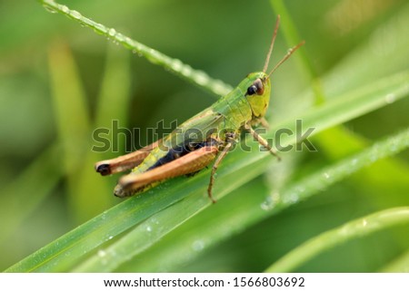 Pseudochorthippus parallelus, the meadow grasshopper Royalty-Free Stock Photo #1566803692