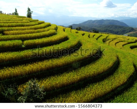 Photograph of rice fields at Maejam district, Chiang Mai province, Thailand.