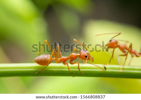 Red ants are looking for food on green branches. Work ants are walking on the branches to protect the nest  in the forest.