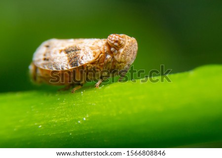 Close up of the Brown planthopper on green leaf in the garden. the  Nilaparvata lugens (Stal) on green brunch. Royalty-Free Stock Photo #1566808846