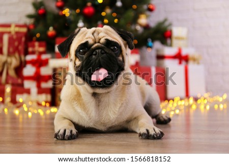 Adorable pug over the christmas tree with blurry festive decor. Portrait of beloved dog with wrinkled faceat home and pine tree with bokeh effect lights. Close up, copy space.