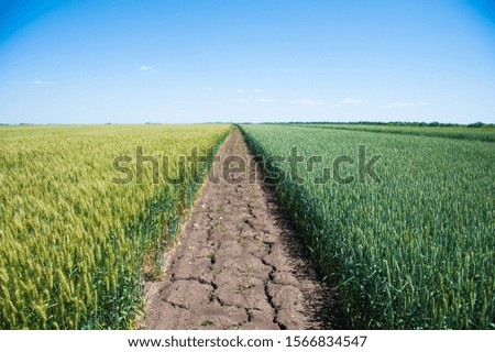 Ripening wheat field and blue sky. Landscape