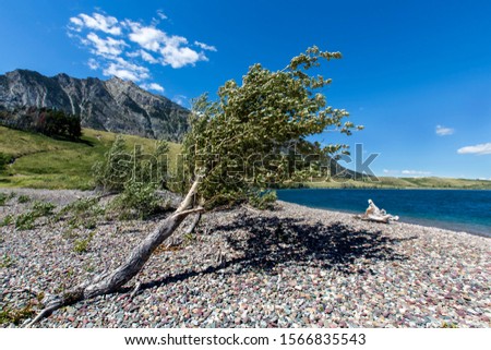 Conceptual picture of surviving - tree rooted in the rocks, bent and tilted by strong winds, looks like it's desperate to reach water. Waterton Lakes Park, Alberta, Canada.