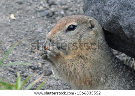 Cute Arctic ground squirrel eating cracker holding food in paws. Curious northern wild animal of genus of medium sized rodents of squirrel family. Kamchatka Peninsula, Russia, Asia.