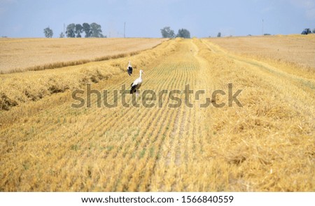 Harvesting grain on the farm field, in the center of the storks are visible.Are the rows of unharvested straw.