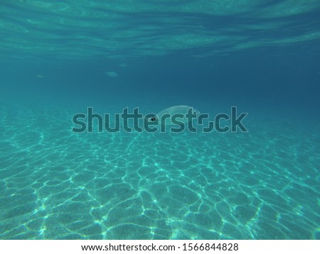 Small oblada fish swimming in Mediterranean waters