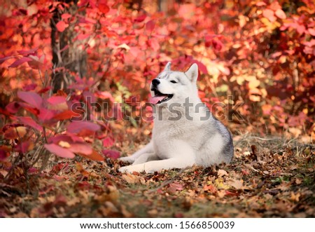 A young grey and white Siberian husky male dog with brown eyes is lying down on dried grass. There are a lot of colorful yellow and red leaves. It's a sunny October autumn day.