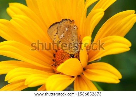 Beautiful hairy summer butterfly that sits on a bright yellow flower and drinks nectar
