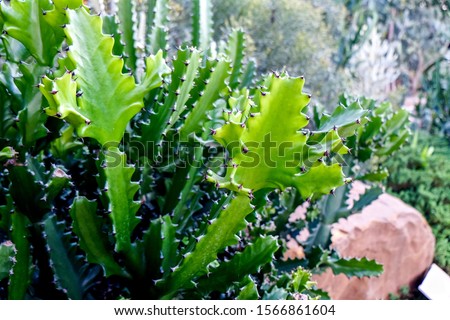 Green cactus in the garden blurred.