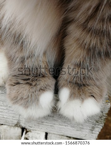 Very cute and fluffy cat feets 